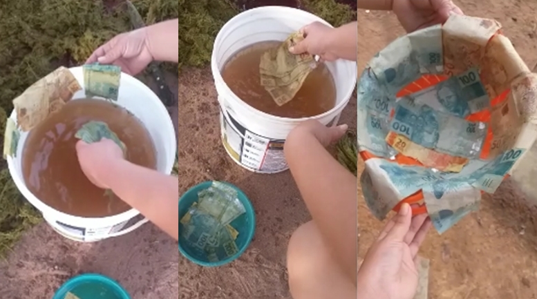 Boi engole R$ 1.500 e é abatido pelo dono